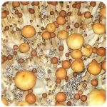Псилоцибиновые (галлюциногенные)  грибы Psilocybin "Golden Teacher" в Елабуге