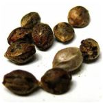 Семена марихуаны АК-47  (Seeds AK-47) в Елабуге